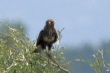 19. Buzzard, Lake Kerkini, Greece, 5-2018 v_0375 v9.jpg