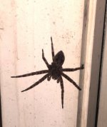 porchspiderfriend.jpg