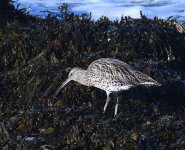 Curlew_Girdle Ness_230918a.jpg