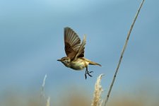 13. Great reed warbler, Prespa Lakes, Greece, 5-2018 v_0781 v9.jpg