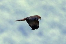 14. Marsh harrier, Prespa Lakes, Greece, 5-2018 v_0616 v9.jpg