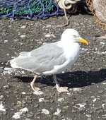 Gull-Rothesay-Harbour-1.jpg