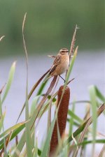 Whinchat.jpg