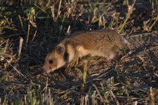 Romanian Hamster (2).JPG