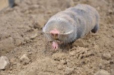 Lesser Mole Rat (8).JPG