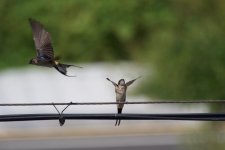 Red-rumped Swallow feeding young.jpg