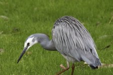 white faced heron.JPG