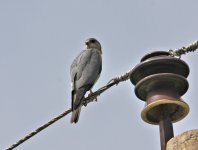 Levant sparrowhawk2.jpg