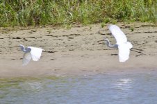 Great White Egret.jpg