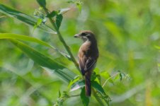 Brown Shrike.jpg