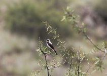 B eared Wheatear.jpg