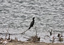 Pygmy Cormorant2.jpg