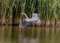 Grey Heron - Ardea cinerea A 2J4A5905.jpg