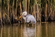 Grey Heron - Ardea cinerea A 2J4A5957.jpg