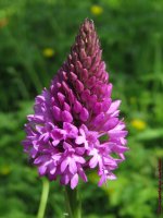 Pyramidal Orchid.jpg