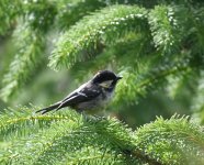 Coal Tit_Girdle Ness_140718a.jpg