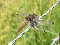 Scarce Chaser (Female) II.jpg