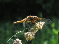 Scarce Chaser (Imm. Male).jpg