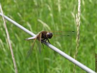 Scarce Chaser (Imm. Male) II.jpg