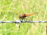 Scarce Chaser (M or F).jpg