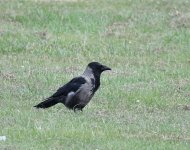 Hybrid Crow1_Girdle Ness_150718a.jpg