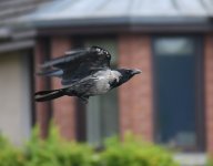 Hybrid Crow1_Girdle Ness_150718b.jpg