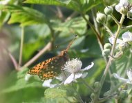 Dark Green Fritillary_Girdle Ness_140718a.jpg