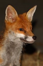 20180730 (4)_Red_Fox.JPG