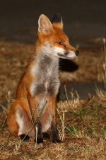 20180731 (8)_Red_Fox.JPG