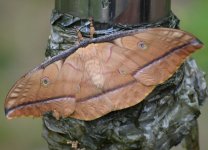 Moth 2_Longcanggou_040618.jpg