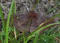 Moth 3_Longcanggou_040618a.jpg