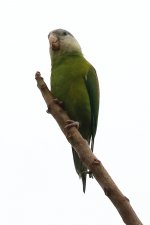 parot3.jpg