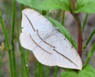 Moth 7_Longcanggou_040618.jpg