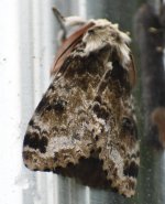 Moth 10_Longcanggou_040618.jpg