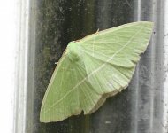 Moth 12_Longcanggou_040618.jpg