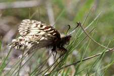 Southern Festoon gr 6.jpg