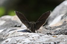 Inky Skipper gr 1.jpg