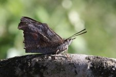 Nettle-tree Butterfly gr 5.jpg