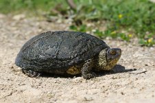 European Pond Turtle gr 1.jpg