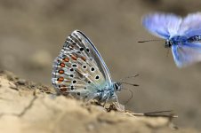 Adonis Blue gr 1.jpg