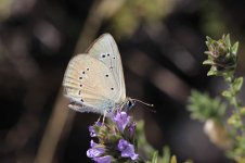 Grecian Anomalous Blue gr 1.jpg