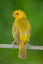 saffron_finch3.jpg