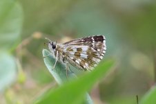 Oberthurs Grizzled Skipper gr 2.jpg