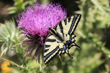 Southern Swallowtail gr 1.jpg