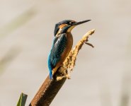 A Kingfisher - Alcedo atthis  2J4A7953.jpg