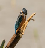 A Kingfisher - Alcedo atthis 2J4A7962.jpg