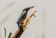 A Kingfisher - Alcedo atthis 2J4A7988.jpg