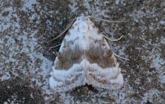 Kent Black Arches 0001.jpg