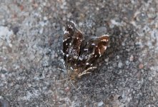 Prochoreutis myllerana 003.jpg