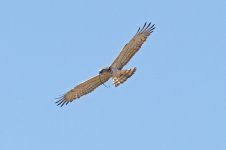 Short-toed-Eagle,-Algarrobo-(13)-800web.jpg